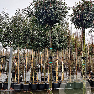 Photinia fraseri 'Red Robin' 200 cm stam container 12-14