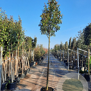Photinia fraseri 'Red Robin' 200 cm stam container 12-14