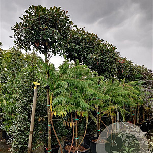 Photinia fraseri 'Red Robin' 200 cm stam container 12-14