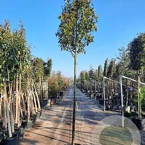 Photinia fraseri 'Red Robin' 200 cm stam container 14-16 hoge lei