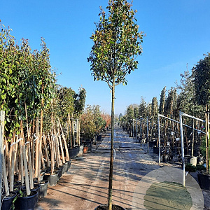 Photinia fraseri 'Red Robin' 200 cm stam container 14-16 hoge lei