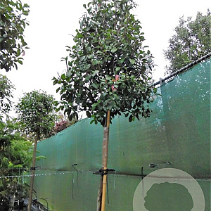 Photinia fraseri 'Red Robin' 200 cm stam container 16-18 leiboom