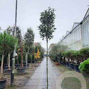 Photinia fraseri 'Red Robin' 200 cm stam 30L 8-10