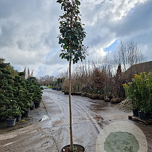 Photinia fraseri 'Red Robin' 8-10 HO 35L