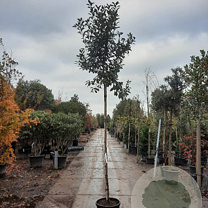 Photinia fraseri 'Red Robin' 8-10 HO 35L