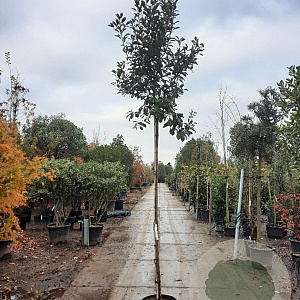 Photinia fraseri 'Red Robin' 8-10 HO 35L