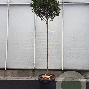 Photinia fraseri 'Robusta Compacta' 120 cm stam container 6-8