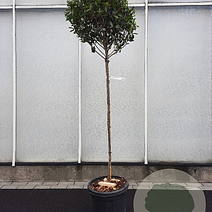 Photinia fraseri 'Robusta Compacta' 120 cm stam container 6-8