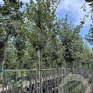 Quercus ilex 8-10 mm container