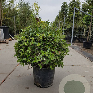 Quercus ilex 60-80 cm container bol