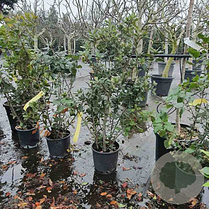 Quercus ilex 60-80 cm 3,0L