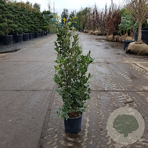 Quercus ilex 60-80 cm 3,0L