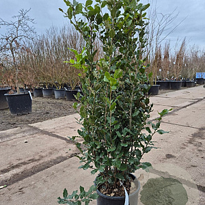 Quercus ilex 100-125 cm 10L