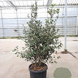 Quercus ilex 100-125 cm 25L