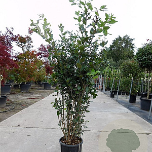 Quercus ilex 125-150 cm 10L