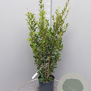 Quercus ilex 125-150 cm 10L