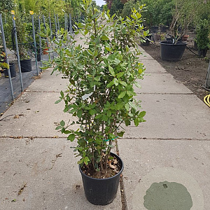 Quercus ilex 125-150 cm 18L