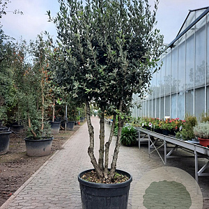 Quercus ilex 200-250 cm container 80 stam