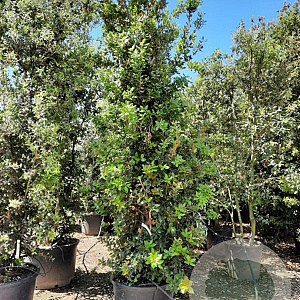Quercus ilex 300-350 cm container meerstammig