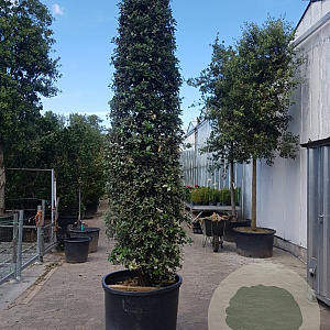 Quercus ilex 300-350 cm container meerstammig