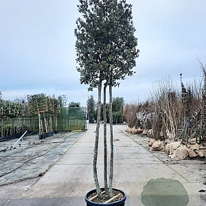 Quercus ilex 300-350 cm container paraplukroon
