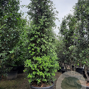 Quercus ilex 300-350 cm cont. 200L meerstammig