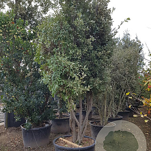 Quercus ilex 300-350 cm cont. 230L paraplu