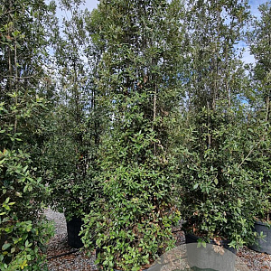 Quercus ilex 350-400 cm cont. 130L meerstammig