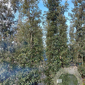 Quercus ilex 350-400 cm cont. 230L