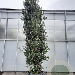 Quercus ilex 350-400 cm cont. 230L meerstammig