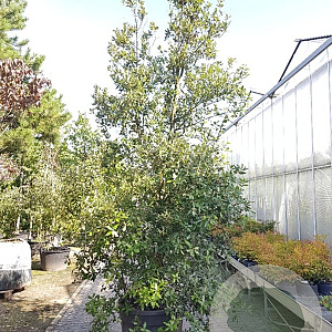 Quercus ilex 350-400 cm cont. 230L meerstammig