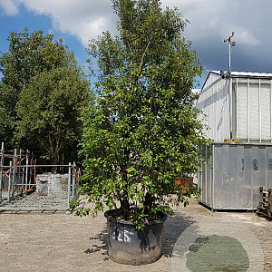 Quercus ilex 350-400 cm cont. 500L meerstammig