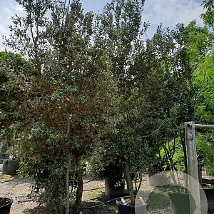 Quercus ilex 400-450 cm container struik