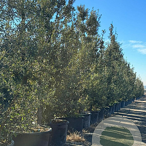 Quercus ilex 500-550 cm container meerstammig