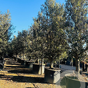 Quercus ilex 500-550 cm container meerstammig