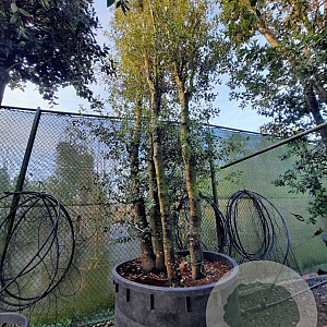 Quercus ilex 500-600 cm cont. 750L meerstammig