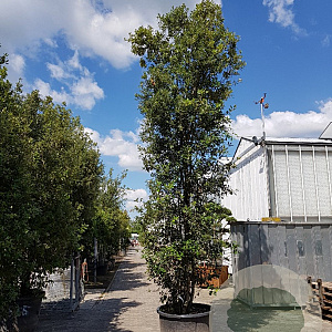 Quercus ilex 550-600 cm container meerstammig