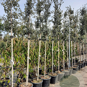 Quercus ilex 160 cm stam container 6-8