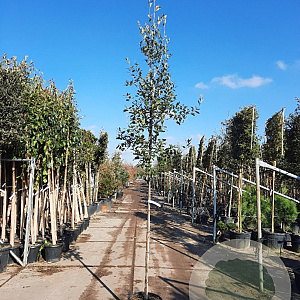 Quercus ilex 160 cm stam container 6-8
