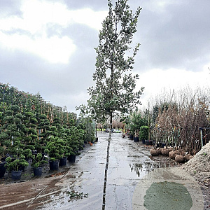 Quercus ilex 180 cm stam container 8-10