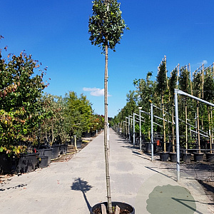 Quercus ilex 180 cm stam container 8-10