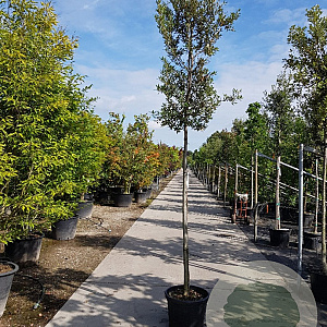 Quercus ilex 180 cm stam container 10-12 hoge lei