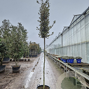 Quercus ilex 180 cm stam container 10-12 hoge lei