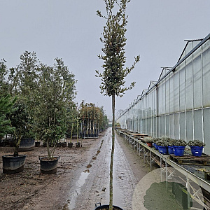 Quercus ilex 180 cm stam container 10-12 hoge lei