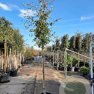 Quercus ilex 180 cm stam container 10-12 hoge lei