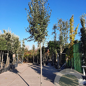 Quercus ilex 180 cm stam container 14-16