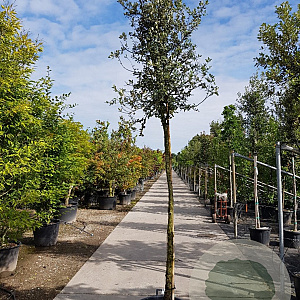 Quercus ilex 180 cm stam container 14-16