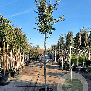 Quercus ilex 180 cm stam container 16-18 leiboom