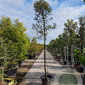 Quercus ilex 180 cm stam container 18-20 leiboom