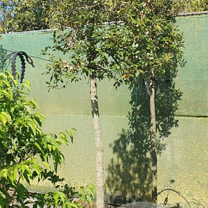 Quercus ilex 180 cm stam container 18-20 leiboom